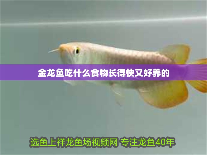 金龍魚吃什么食物長得快又好養的