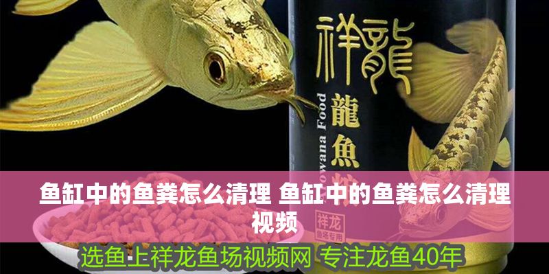 魚缸中的魚糞怎么清理 魚缸中的魚糞怎么清理視頻