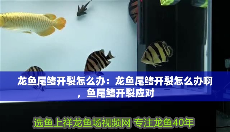 龍魚尾鰭開裂怎么辦：龍魚尾鰭開裂怎么辦啊，魚尾鰭開裂應對