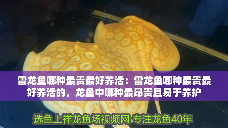 雷龍魚哪種最貴最好養活：雷龍魚哪種最貴最好養活的，龍魚中哪種最昂貴且易于養護