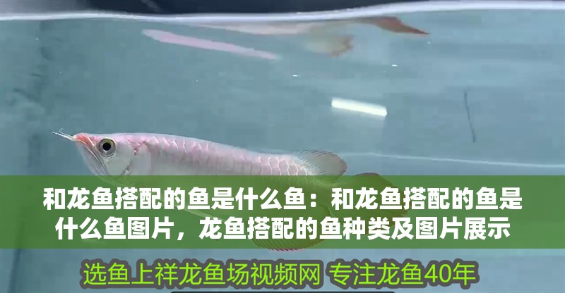和龍魚搭配的魚是什么魚：和龍魚搭配的魚是什么魚圖片，龍魚搭配的魚種類及圖片展示