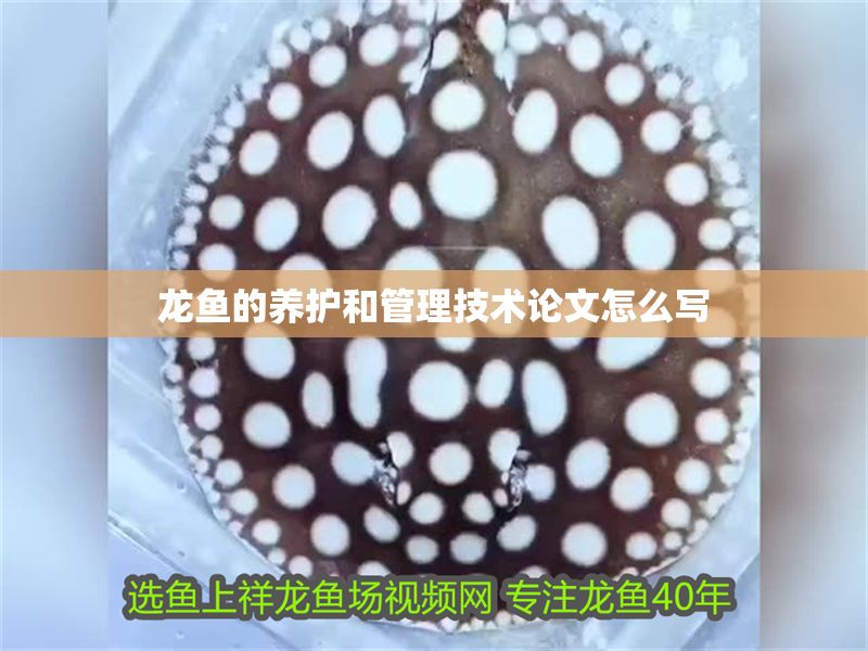 龍魚的養(yǎng)護和管理技術論文怎么寫