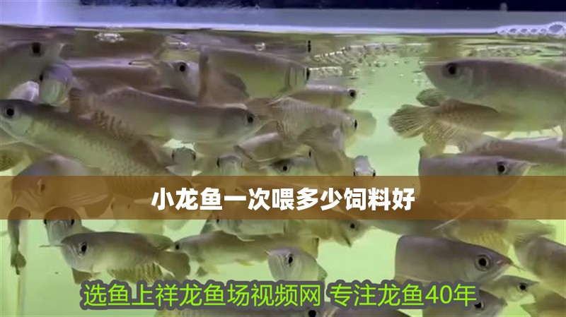 小龍魚一次喂多少飼料好