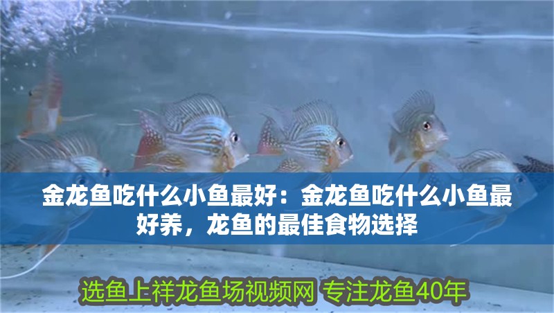 金龍魚(yú)吃什么小魚(yú)最好：金龍魚(yú)吃什么小魚(yú)最好養(yǎng)，龍魚(yú)的最佳食物選擇