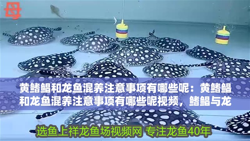 黃鰭鯧和龍魚混養注意事項有哪些呢：黃鰭鯧和龍魚混養注意事項有哪些呢視頻，鰭鯧與龍魚混養指南，