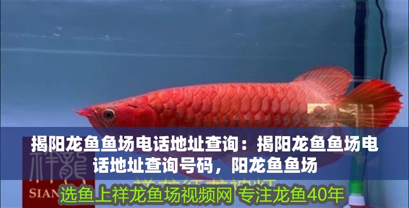 揭陽龍魚魚場電話地址查詢：揭陽龍魚魚場電話地址查詢號碼，陽龍魚魚場 揭陽龍魚魚場電話地址查詢：揭陽龍魚魚場電話地址查詢號碼，陽龍魚魚場 水族問答