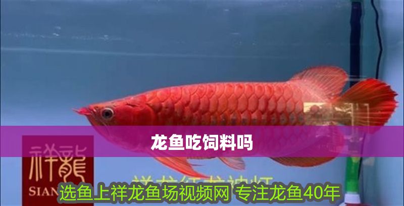 龍魚(yú)吃飼料嗎