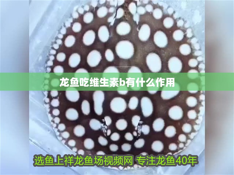 龍魚吃維生素b有什么作用