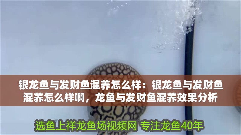 銀龍魚與發財魚混養怎么樣：銀龍魚與發財魚混養怎么樣啊，龍魚與發財魚混養效果分析 銀龍魚與發財魚混養怎么樣：銀龍魚與發財魚混養怎么樣啊，龍魚與發財魚混養效果分析 水族問答