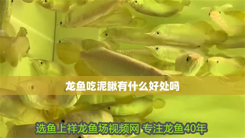 龍魚吃泥鰍有什么好處嗎
