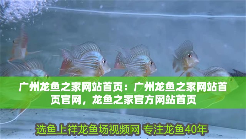 廣州龍魚之家網站首頁：廣州龍魚之家網站首頁官網，龍魚之家官方網站首頁
