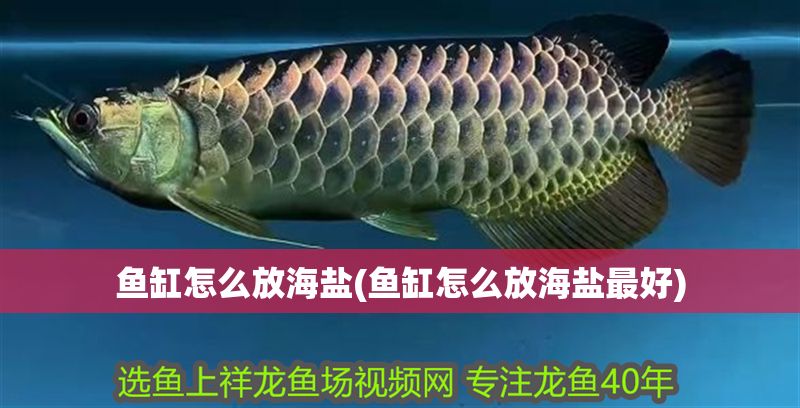 魚缸怎么放海鹽(魚缸怎么放海鹽最好) 魚缸怎么放海鹽(魚缸怎么放海鹽最好) 元寶鳳凰魚百科 第1張