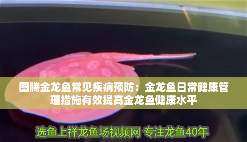圖騰金龍魚常見疾病預防：金龍魚日常健康管理措施有效提高金龍魚健康水平