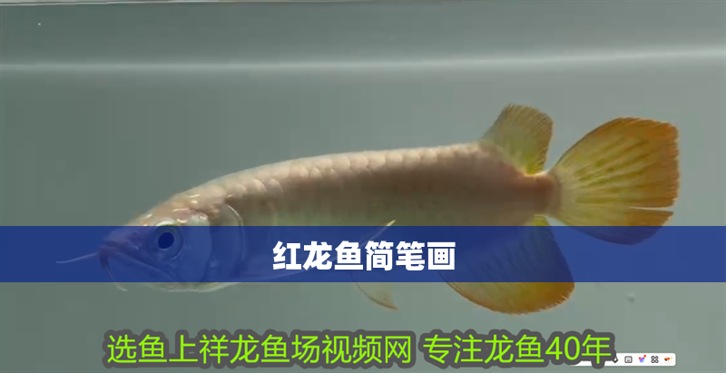 紅龍魚簡筆畫