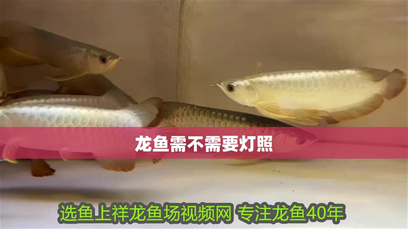 龍魚(yú)需不需要燈照