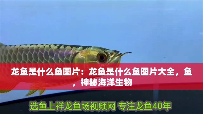 龍魚是什么魚圖片：龍魚是什么魚圖片大全，魚，神秘海洋生物 龍魚是什么魚圖片：龍魚是什么魚圖片大全，魚，神秘海洋生物 水族問答