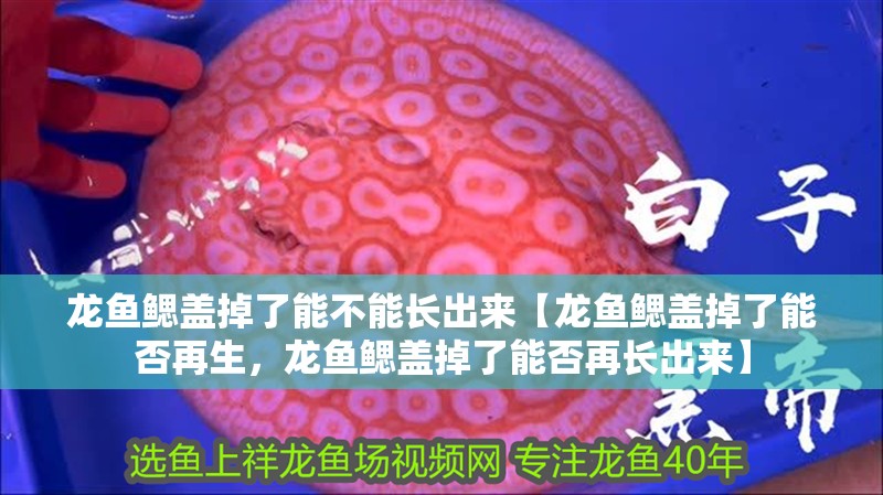 龍魚(yú)鰓蓋掉了能不能長(zhǎng)出來(lái)【龍魚(yú)鰓蓋掉了能否再生，龍魚(yú)鰓蓋掉了能否再長(zhǎng)出來(lái)】