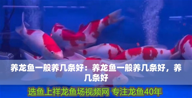 養龍魚一般養幾條好：養龍魚一般養幾條好，養幾條好