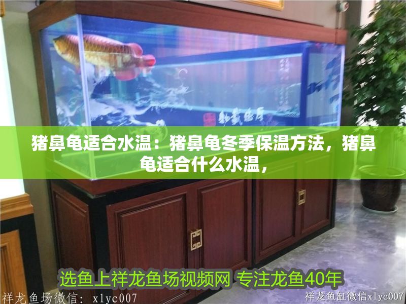 豬鼻龜適合水溫：豬鼻龜冬季保溫方法，豬鼻龜適合什么水溫，