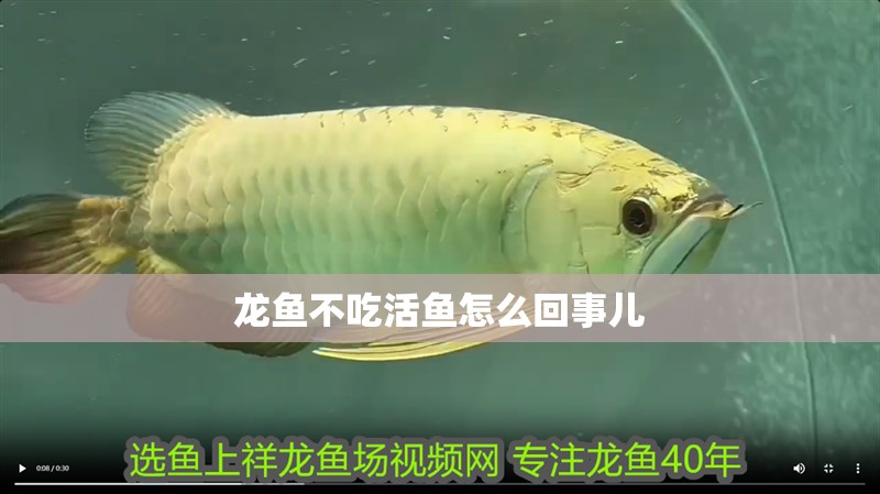 龍魚不吃活魚怎么回事兒
