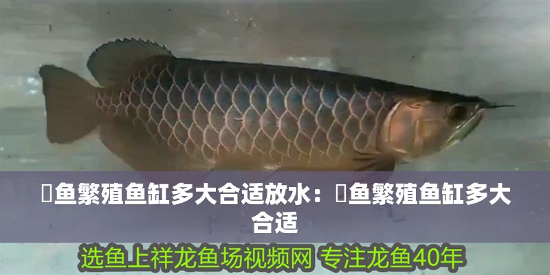 魟魚(yú)繁殖魚(yú)缸多大合適放水：魟魚(yú)繁殖魚(yú)缸多大合適