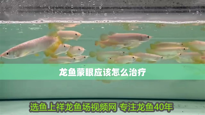 龍魚蒙眼應該怎么治療