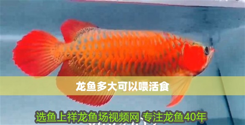 龍魚多大可以喂活食