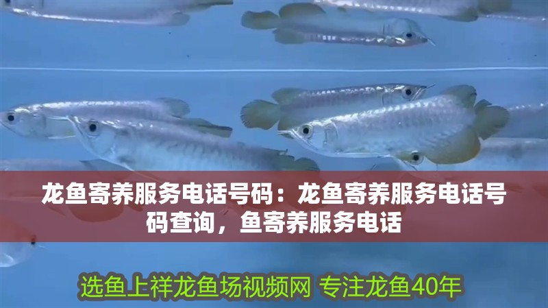 龍魚寄養服務電話號碼：龍魚寄養服務電話號碼查詢，魚寄養服務電話