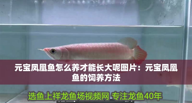 元寶鳳凰魚怎么養(yǎng)才能長(zhǎng)大呢圖片：元寶鳳凰魚的飼養(yǎng)方法 元寶鳳凰魚怎么養(yǎng)才能長(zhǎng)大呢圖片：元寶鳳凰魚的飼養(yǎng)方法 元寶鳳凰魚百科 第1張