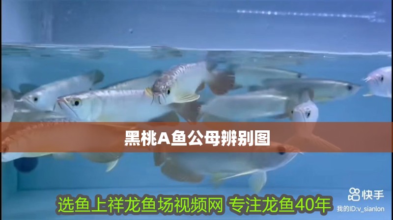 黑桃A魚公母辨別圖