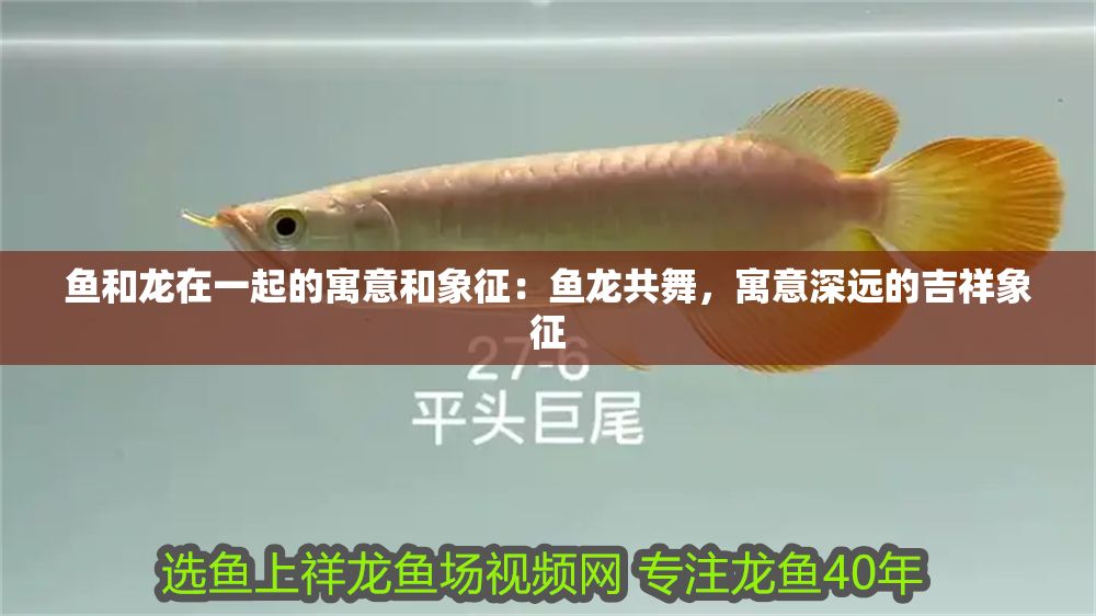 魚和龍在一起的寓意和象征：魚龍共舞，寓意深遠的吉祥象征