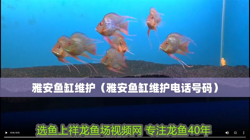 雅安魚缸維護(hù)（雅安魚缸維護(hù)電話號碼）