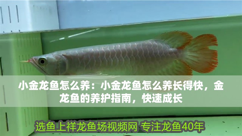 小金龍魚怎么養：小金龍魚怎么養長得快，金龍魚的養護指南，快速成長
