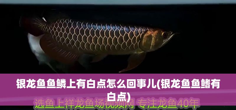 銀龍魚魚鱗上有白點(diǎn)怎么回事兒(銀龍魚魚鰭有白點(diǎn))