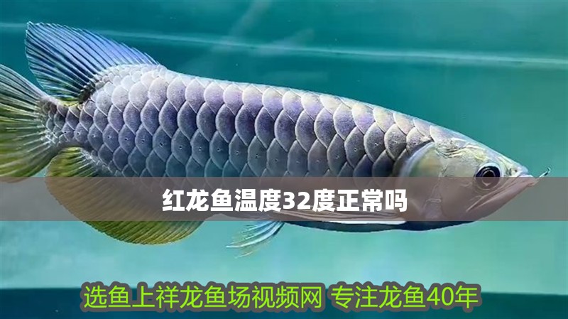 紅龍魚溫度32度正常嗎