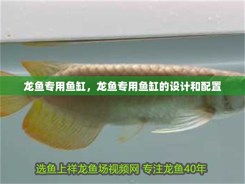 龍魚專用魚缸,龍魚專用魚缸的設計和配置 魚缸百科 第2張 龍魚專用魚缸,龍魚專用魚缸的設計和配置 龍魚專用魚缸,龍魚專用魚缸的設計和配置 魚缸百科 第2張