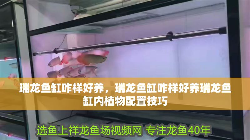 瑞龍魚缸咋樣好養，瑞龍魚缸咋樣好養瑞龍魚缸內植物配置技巧 瑞龍魚缸咋樣好養，瑞龍魚缸咋樣好養瑞龍魚缸內植物配置技巧 魚缸百科 第2張