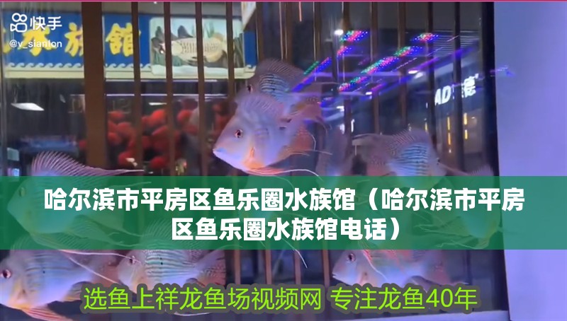 哈爾濱市平房區魚樂圈水族館（哈爾濱市平房區魚樂圈水族館電話）