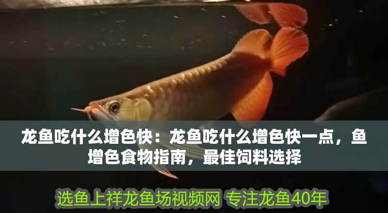 龍魚吃什么增色快：龍魚吃什么增色快一點，魚增色食物指南，最佳飼料選擇