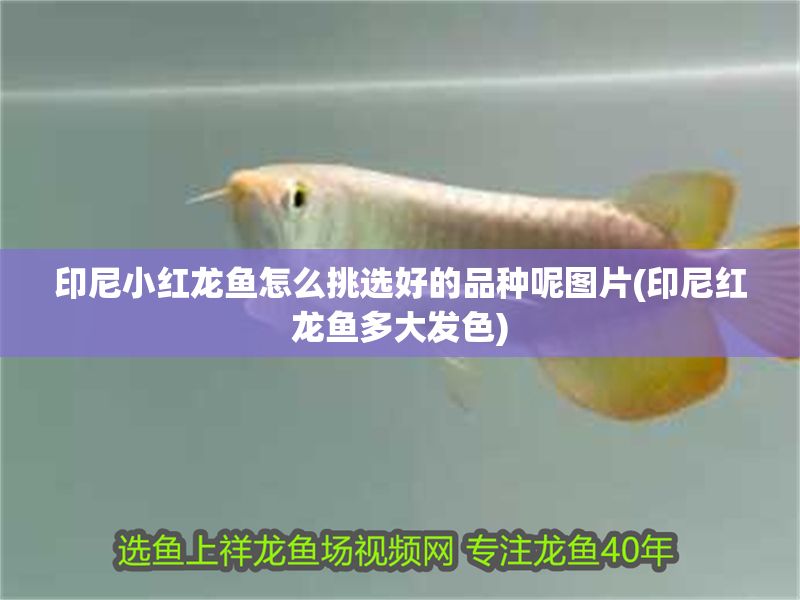 印尼小紅龍魚怎么挑選好的品種呢圖片(印尼紅龍魚多大發色)