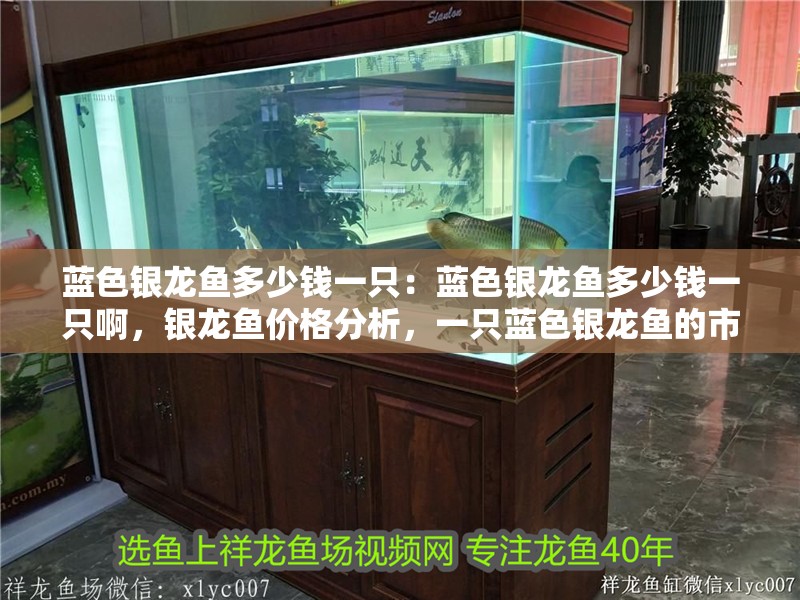 藍色銀龍魚多少錢一只：藍色銀龍魚多少錢一只啊，銀龍魚價格分析，一只藍色銀龍魚的市場售價是多少