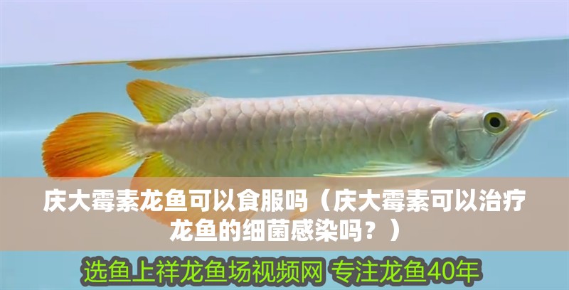 慶大霉素龍魚可以食服嗎（慶大霉素可以治療龍魚的細菌感染嗎？）