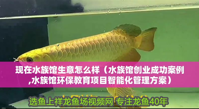 現在水族館生意怎么樣（水族館創業成功案例,水族館環保教育項目智能化管理方案）