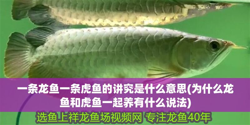一條龍魚一條虎魚的講究是什么意思(為什么龍魚和虎魚一起養有什么說法)