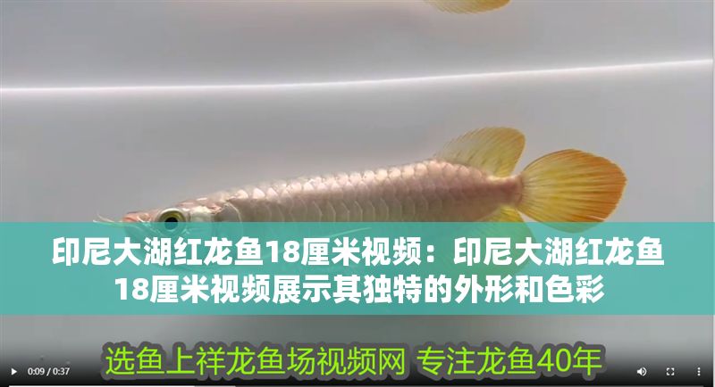 印尼大湖紅龍魚18厘米視頻：印尼大湖紅龍魚18厘米視頻展示其獨特的外形和色彩