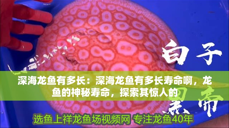 深海龍魚有多長：深海龍魚有多長壽命啊，龍魚的神秘壽命，探索其驚人的 深海龍魚有多長：深海龍魚有多長壽命啊，龍魚的神秘壽命，探索其驚人的 水族問答
