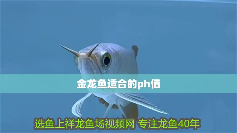 金龍魚適合的ph值