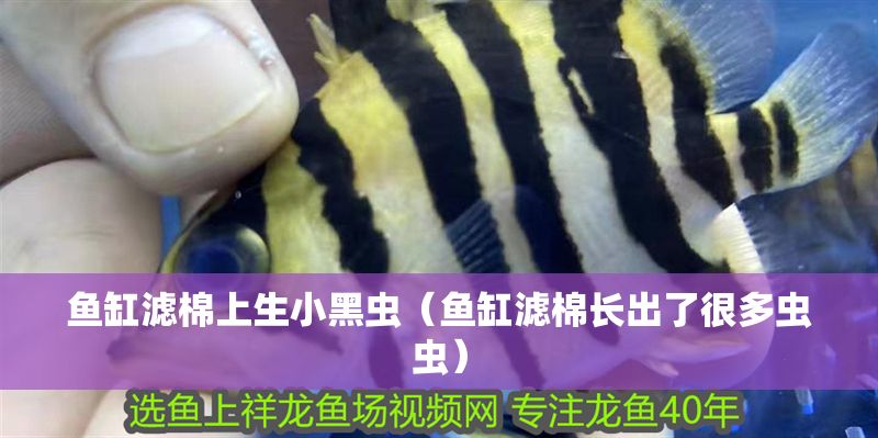 魚缸濾棉上生小黑蟲（魚缸濾棉長出了很多蟲蟲）