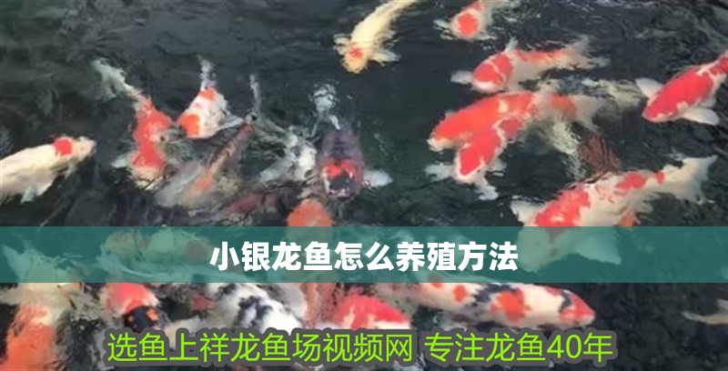 小銀龍魚怎么養(yǎng)殖方法
