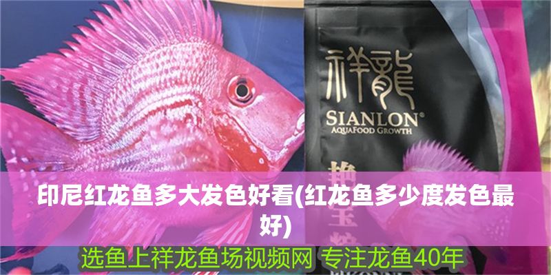 印尼紅龍魚多大發(fā)色好看(紅龍魚多少度發(fā)色最好)